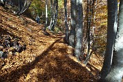 22 Camminiamo in faggeta su sentiero tapezzato di foglie